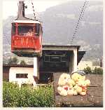 The bears taking the sun under the cable car up the Hanenkahn